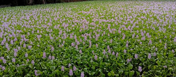 эйнхорния крассипес - pond blossom industry agriculture стоковые фото и изображения