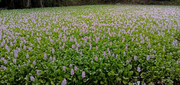 eichhornia crassipes - pond blossom industry agriculture foto e immagini stock