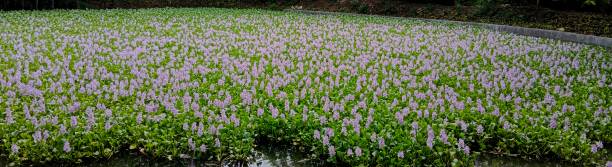 eichhornia crassipes - pond blossom industry agriculture foto e immagini stock
