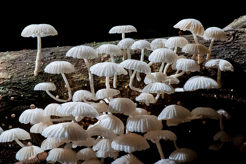 Cogumelo Branco (Fungi) | Mushroom White fotografado em Itaúnas, Espírito Santo -  Sudeste do Brasil. Bioma Mata Atlântica. Registro feito em 2009.



ENGLISH: Mushroom White photographed in Itaunas, EspIrito Santo - Southeast of Brazil. Atlantic Forest Biome. Picture made in 2009.