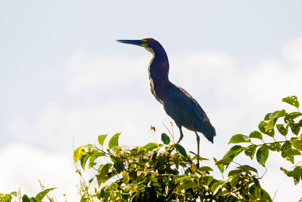 Socó-boi (Tigrisoma lineatum) | Rufescent Tiger-Heron Socó-boi (Tigrisoma lineatum) fotografado em Itaúnas, Espírito Santo -  Sudeste do Brasil. Bioma Mata Atlântica. Registro feito em 2009.



ENGLISH: Rufescent Tiger-Heron photographed in Itaunas, EspIrito Santo - Southeast of Brazil. Atlantic Forest Biome. Picture made in 2009. asa animal stock pictures, royalty-free photos & images