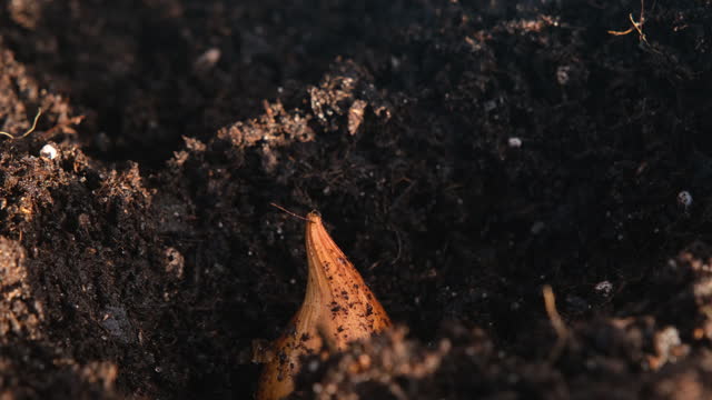 Close up view on hands plant a tulip bulb in the ground. 4K resolution video of gardening and planting