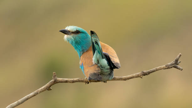 istock European roller (Coracias garrulus) on a branch 1442982754