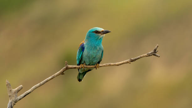 istock European roller (Coracias garrulus) on a branch 1442982759