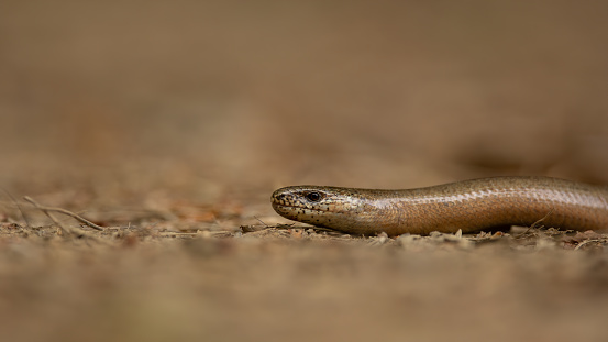 Slow worm, Anguis fragilis, single reptile