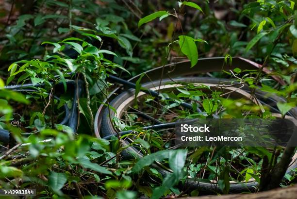 Bicycle Bicycle Stock Photo - Download Image Now - Alertness, Bicycle, Biodiversity