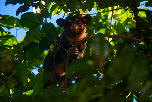 istock Black-eared Opossum (Didelphis aurita) | Big-eared opossum 1442983883