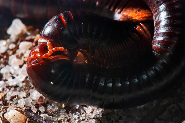 istock Piolho-de-cobra (Diplopoda) | Millipede 1442983916