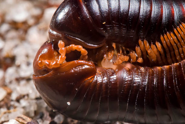 istock Piolho-de-cobra (Diplopoda) | Millipede 1442983917