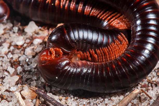 istock Piolho-de-cobra (Diplopoda) | Millipede 1442983919