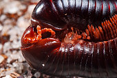 Piolho-de-cobra (Diplopoda) | Millipede