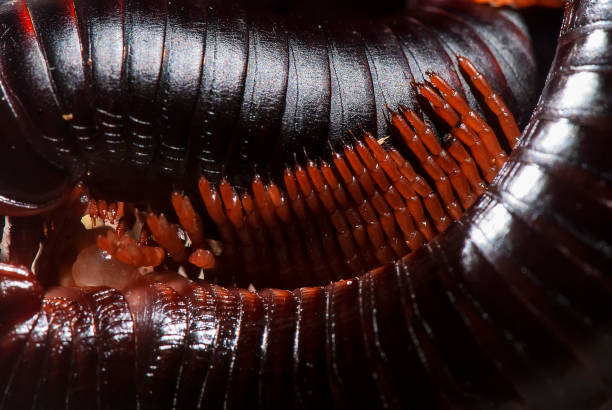 istock Piolho-de-cobra (Diplopoda) | Millipede 1442983926