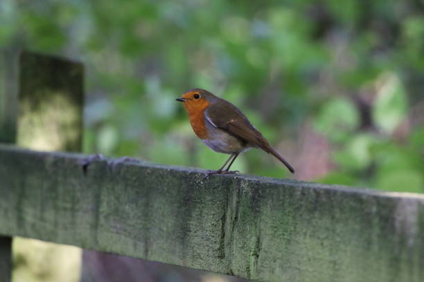 istock A wild Robin Redbreast sitting in the forest 1442984054