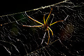 Yellow-webed spider (Nephila clavipes) | Golden orb-web spider