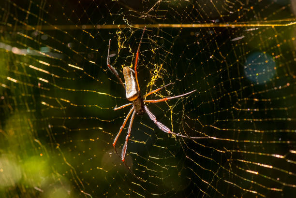 istock Yellow-webed spider (Nephila clavipes) | Golden orb-web spider 1442984315