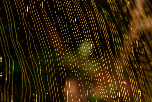 Teia de Aranha-de-teia-amarela (Nephila clavipes) fotografado em Itaúnas, Espírito Santo -  Sudeste do Brasil. Bioma Mata Atlântica. Registro feito em 2009.



ENGLISH: Golden orb-web spider web photographed in Itaunas, EspIrito Santo - Southeast of Brazil. Atlantic Forest Biome. Picture made in 2009.