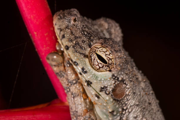 istock Perereca-Castanhola (Itapotihyla langsdorffii) | Ocellated Frog Tree 1442984356
