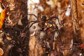Spider (Genus Aglaoctenus) | Spider