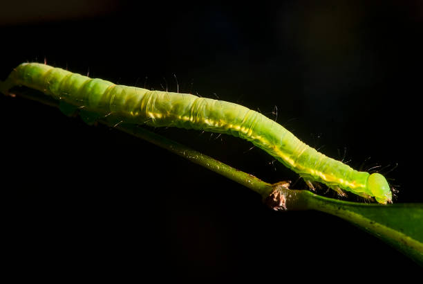 istock Caterpillar Mede-Palmos (Family Geometridae) | Caterpillar 1442984429