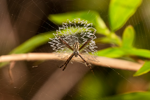 Aranha (Gênero Argiope) fotografado em Itaúnas, Espírito Santo -  Sudeste do Brasil. Bioma Mata Atlântica. Registro feito em 2009.

ENGLISH: Spider photographed in Itaunas, EspIrito Santo - Southeast of Brazil. Atlantic Forest Biome. Picture made in 2009.
