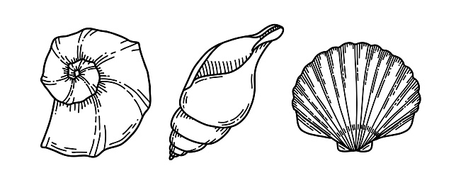 Set of Sea Shells. Vector illustration of Seashells on isolated background. Sketch of Conch and Clam in black and white colors. Drawing in outline style. Hand drawn silhouette. Line art for icon.