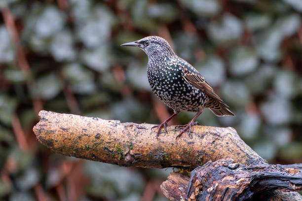 Common Starling - Sturnus vulgaris Common Starling - Sturnus vulgaris perched on wooden log british birds stock pictures, royalty-free photos & images