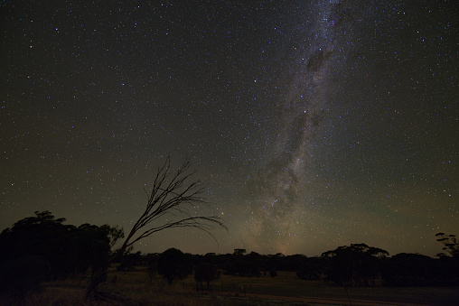 The Sagittarius Arm of the Milky Way Galaxy is rising next to a dead tree in Western Australia's Central Wheatbelt.