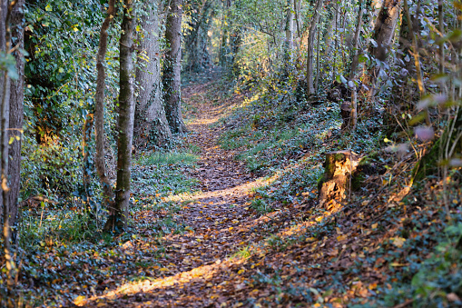 View of a path in a forest in autumn.
