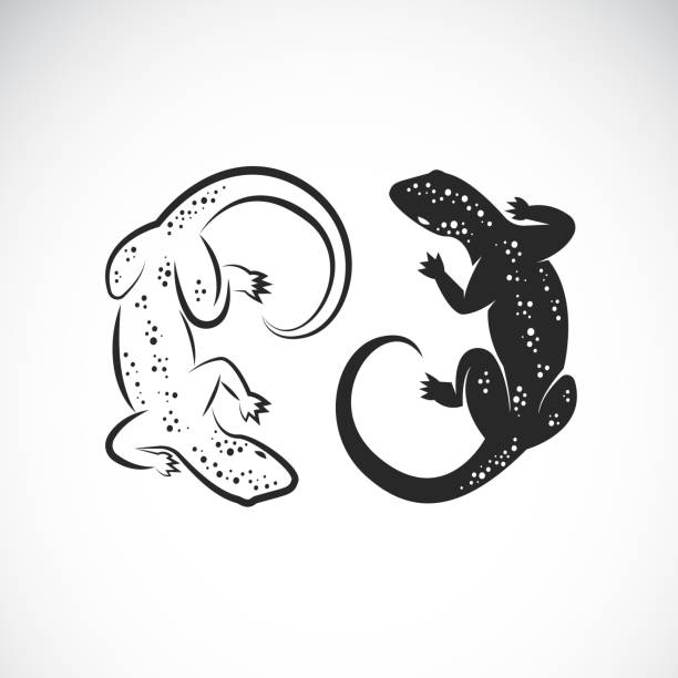illustrations, cliparts, dessins animés et icônes de vecteur de dessin de lézard ou de caméléon sur fond blanc. animal sauvage. illustration vectorielle en couches facilement modifiable. - salamandre
