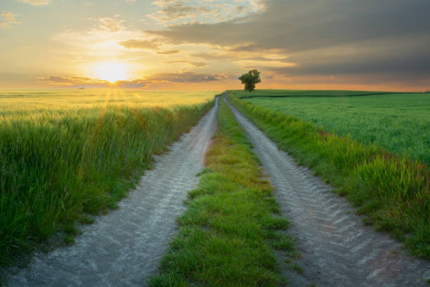 istock Dirt road between fields and sunset, picturesque eastern Poland 1442994408