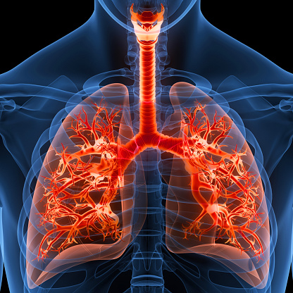 Anatomía de los pulmones del sistema respiratorio humano photo