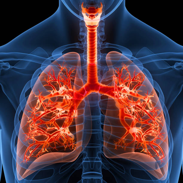 ヒト呼吸器系肺解剖学 - human lung tuberculosis bacterium emphysema human trachea ストックフォトと画像