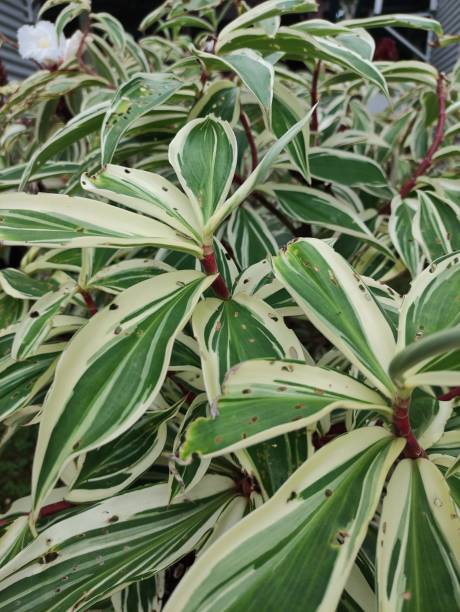 istock Cheilocostus speciosus variegatus Crepe Ginger 1442995049