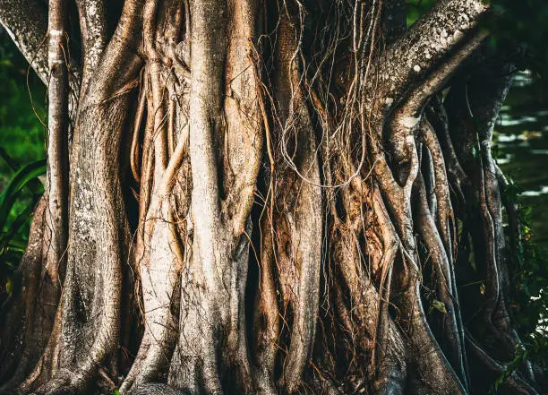 Banyan tree at Lakes Park in Fort Myers, FL.