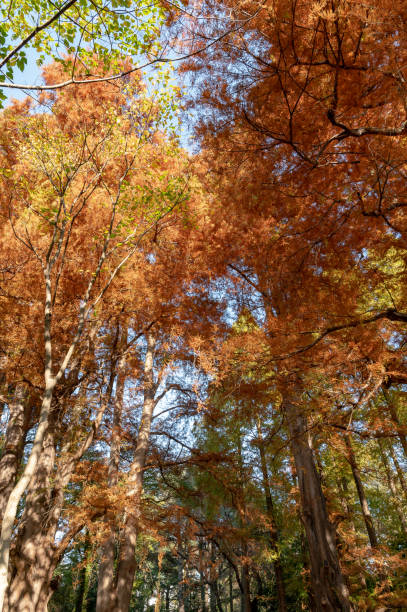 jesienny widok na park w shinjuku, tokio - japanese maple leaf water japan zdjęcia i obrazy z banku zdjęć