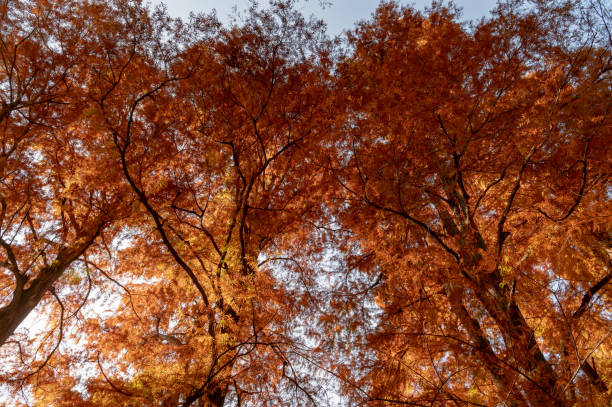 jesienny widok na park w shinjuku, tokio - japanese maple leaf water japan zdjęcia i obrazy z banku zdjęć