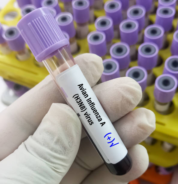 amostra de sangue positiva para o teste do vírus da gripe aviária tipo a (h3n8), vírus da gripe aviária (aiv), gripe aviária ou gripe aviária. - influenza a virus - fotografias e filmes do acervo