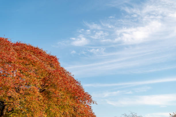 jesienny widok na park w shinjuku, tokio - japanese maple leaf water japan zdjęcia i obrazy z banku zdjęć