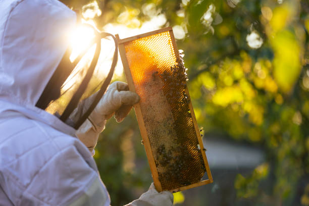 istock Beekeeper on an apiary, beekeeper is working with bees and beehives on the apiary, beekeeping or apiculture concept 1443000933