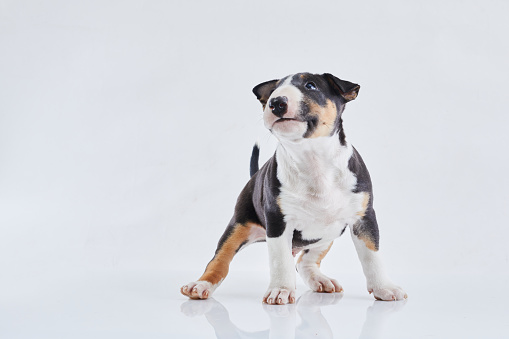 Adorable bull terrier puppy posing on studio white background. Miniature bullterrier boy.