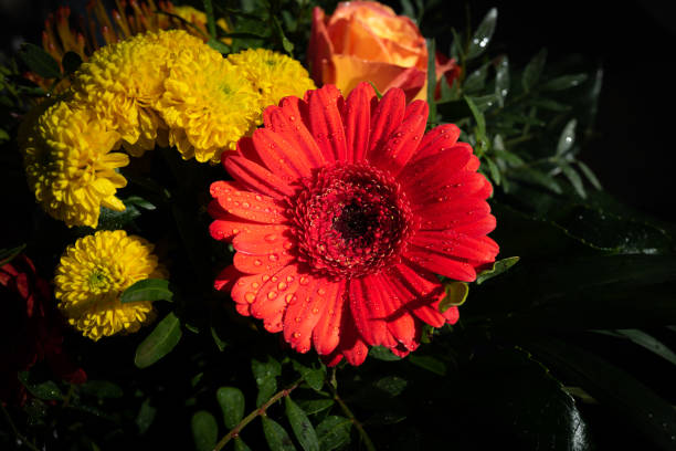 花束の中のガーベラのクローズアップ - dewy sunflower ストックフォトと画像