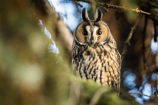 side view of an owl during golden hour at dusk, surrounded by trees. black background