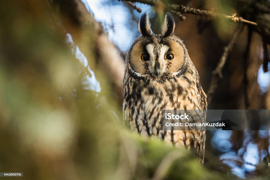Long-eared owl (Asio otus) A Long-eared Owl (Asio otus)  perched and resting in a tree, bird of prey. Animal Stock Photo