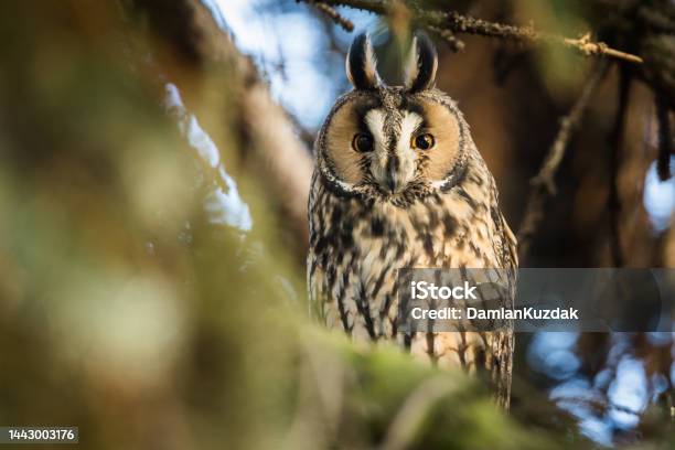Longeared Owl Stock Photo - Download Image Now - Animal, Animal Behavior, Animal Body Part