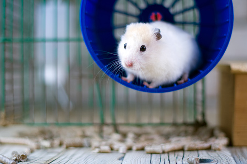hamster running in the running wheel