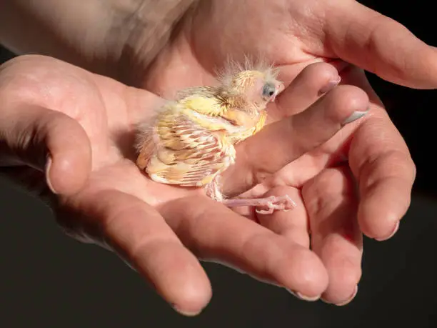 Photo of Selective focus. Close-up of newly hatched canary chick on a human palm will be warmed by love and the warmth of the sun. Spring replenishment in the family. Breeding of songbirds at home.