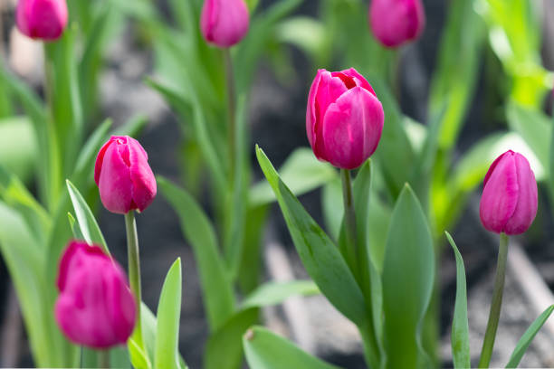 tulip flowers blooming in a tulip field stock photo