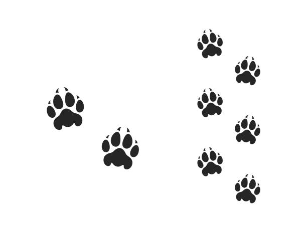 사자 발은 벡터를 인쇄합니다. 흰색 배경에 격리된 발자국 - paw print animal track dirt track stock illustrations