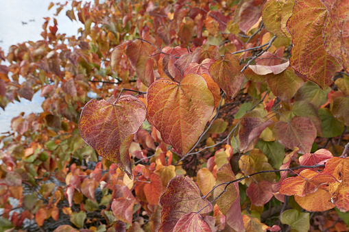 A collection of cherry leaves showing the change of colours through the seasons, from green in spring through to orange-red in autumn.