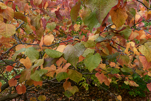 colorful leaves of Cercis canadensis shrub